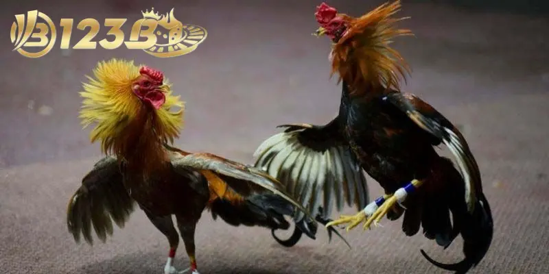 4 loại hình được nhiều người đánh giá cao khi chơi gà tre